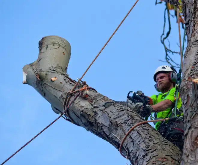 A worker wearing safety gear and a helmet uses a chainsaw to cut a large tree branch while secured with ropes high above the ground, against a clear blue sky.