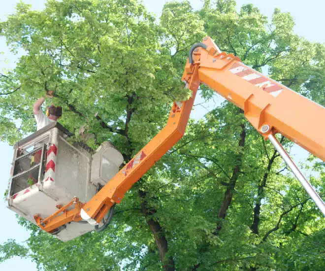 Person in a raised cherry picker trimming tree branches with green leaves, using an orange hydraulic lift on a sunny day. The equipment is extended high among tall trees.