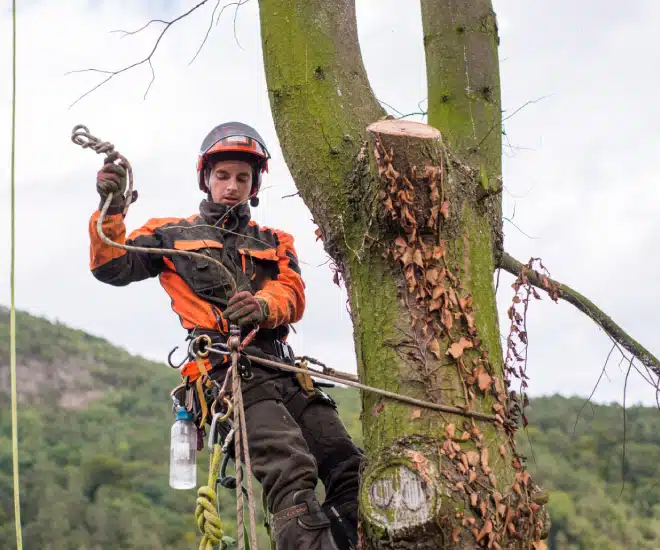 An arborist in safety gear stands secured on a tree, holding climbing equipment. He is surrounded by ropes and wears a helmet, with a forested hillside visible in the background.