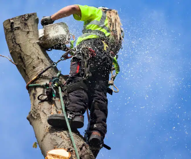 An arborist in safety gear cuts a large tree trunk with a chainsaw, sending wood chips flying against a clear blue sky. Ropes and harnesses secure the worker high above the ground.