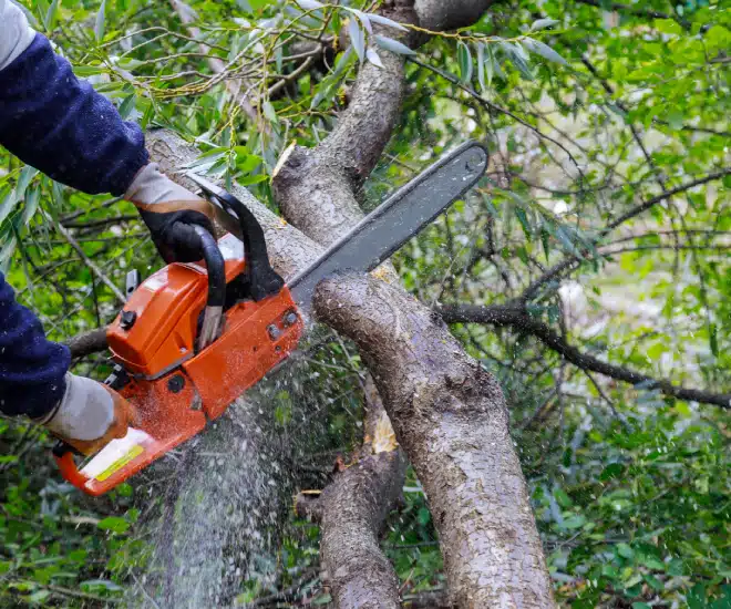 A person using a chainsaw to cut a tree.