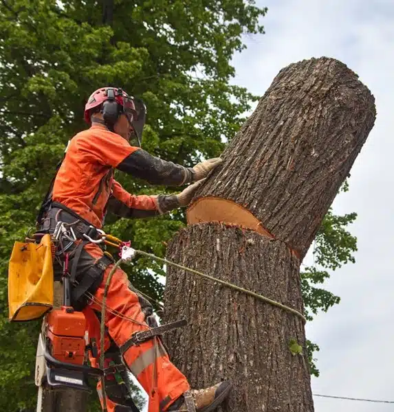 g1 A man in orange gear holding a tree trunk.