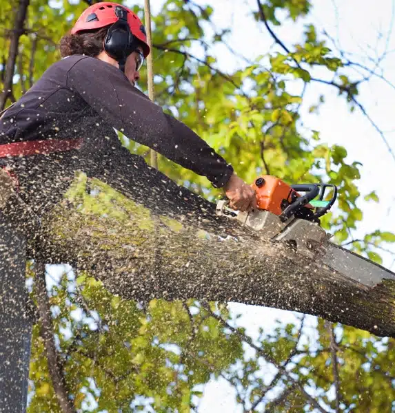 A person wearing protective gear uses a chainsaw to cut a large tree branch. Sawdust flies through the air as the branch is being cut, and green leaves are visible in the background. A person wearing protective gear uses a chainsaw to cut a large tree branch. Sawdust flies through the air as the branch is being cut, and green leaves are visible in the background.