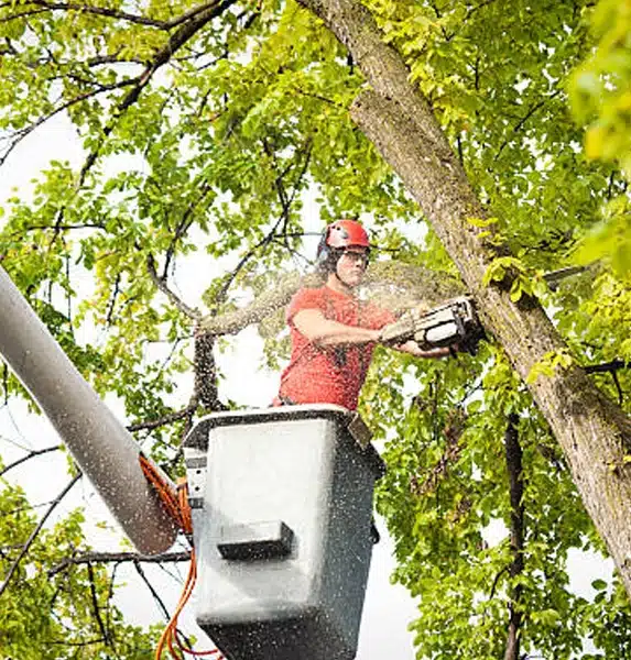 A worker wearing safety gear uses a chainsaw to trim branches from a tree while standing in an elevated bucket lift, surrounded by green leaves. A worker wearing safety gear uses a chainsaw to trim branches from a tree while standing in an elevated bucket lift, surrounded by green leaves.