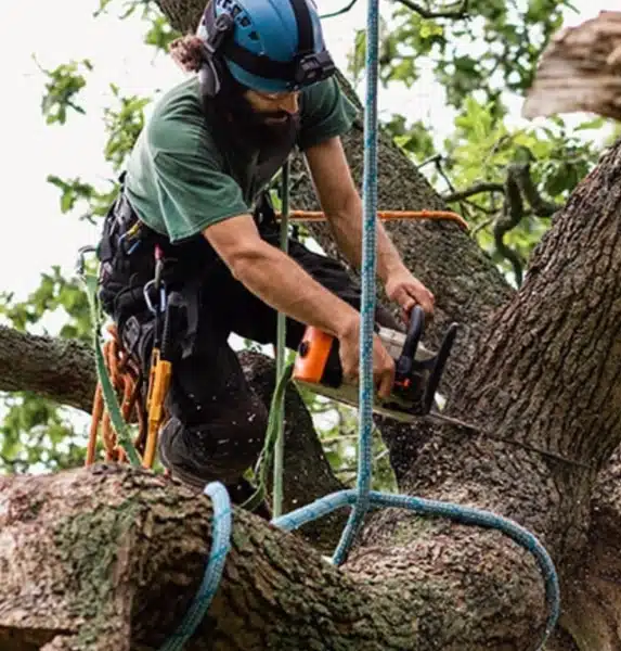 An arborist wearing safety gear and a helmet uses a chainsaw to cut a tree branch while secured with ropes high up in a tree. An arborist wearing safety gear and a helmet uses a chainsaw to cut a tree branch while secured with ropes high up in a tree.