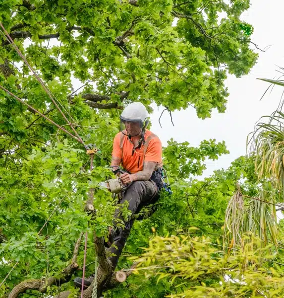 g5 A person wearing a helmet and orange shirt uses a chainsaw to cut branches while secured with ropes high up in a leafy tree.