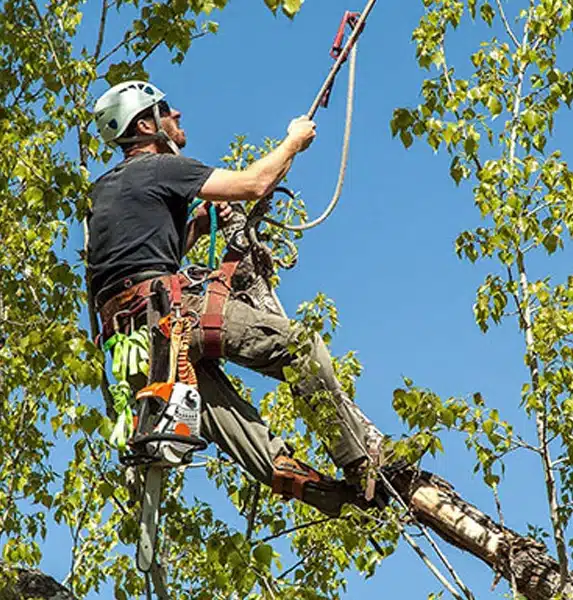 A tree worker wearing safety gear and a helmet uses ropes and harnesses to climb a tree. A chainsaw hangs from his belt as he works among green leaves against a clear blue sky. A tree worker wearing safety gear and a helmet uses ropes and harnesses to climb a tree. A chainsaw hangs from his belt as he works among green leaves against a clear blue sky.