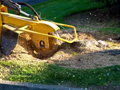 A yellow stump grinder machine in action, grinding down a tree stump with wood chips and sawdust flying around, on a green lawn with trimmed grass.