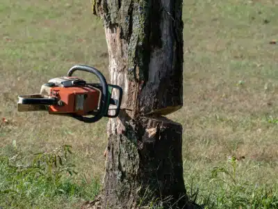 A chainsaw cutting into the trunk of a tree outdoors, creating a notch, with grass visible in the background.
