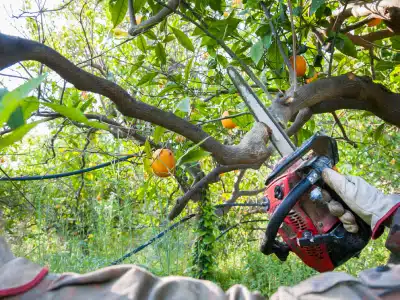 A person wearing gloves uses a chainsaw to cut a thick branch from an orange tree, with ripe oranges and green leaves visible in the background.